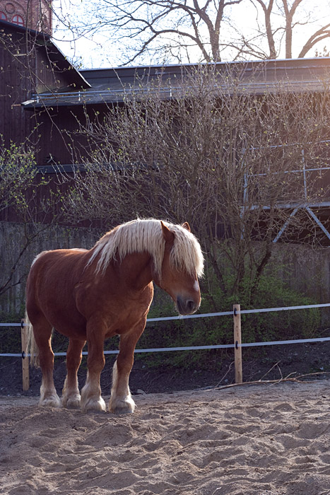 Equine I