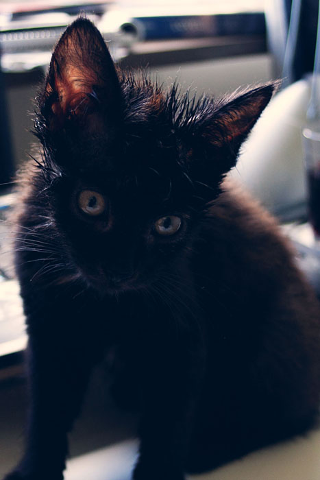 Frankie III
